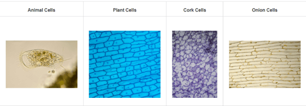 Cells