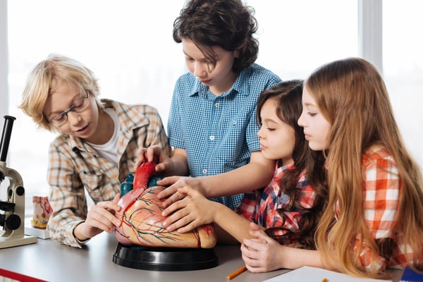 middle school students looking at plastic heart